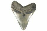 Serrated, Fossil Megalodon Tooth - Beautiful Monster Meg #186035-2